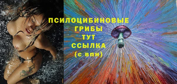 стаф Щигры